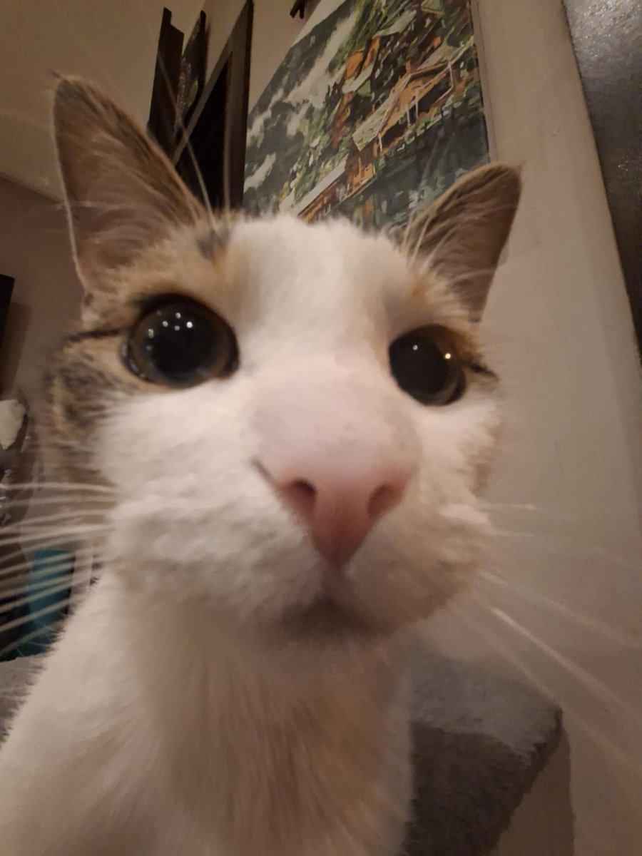Hello