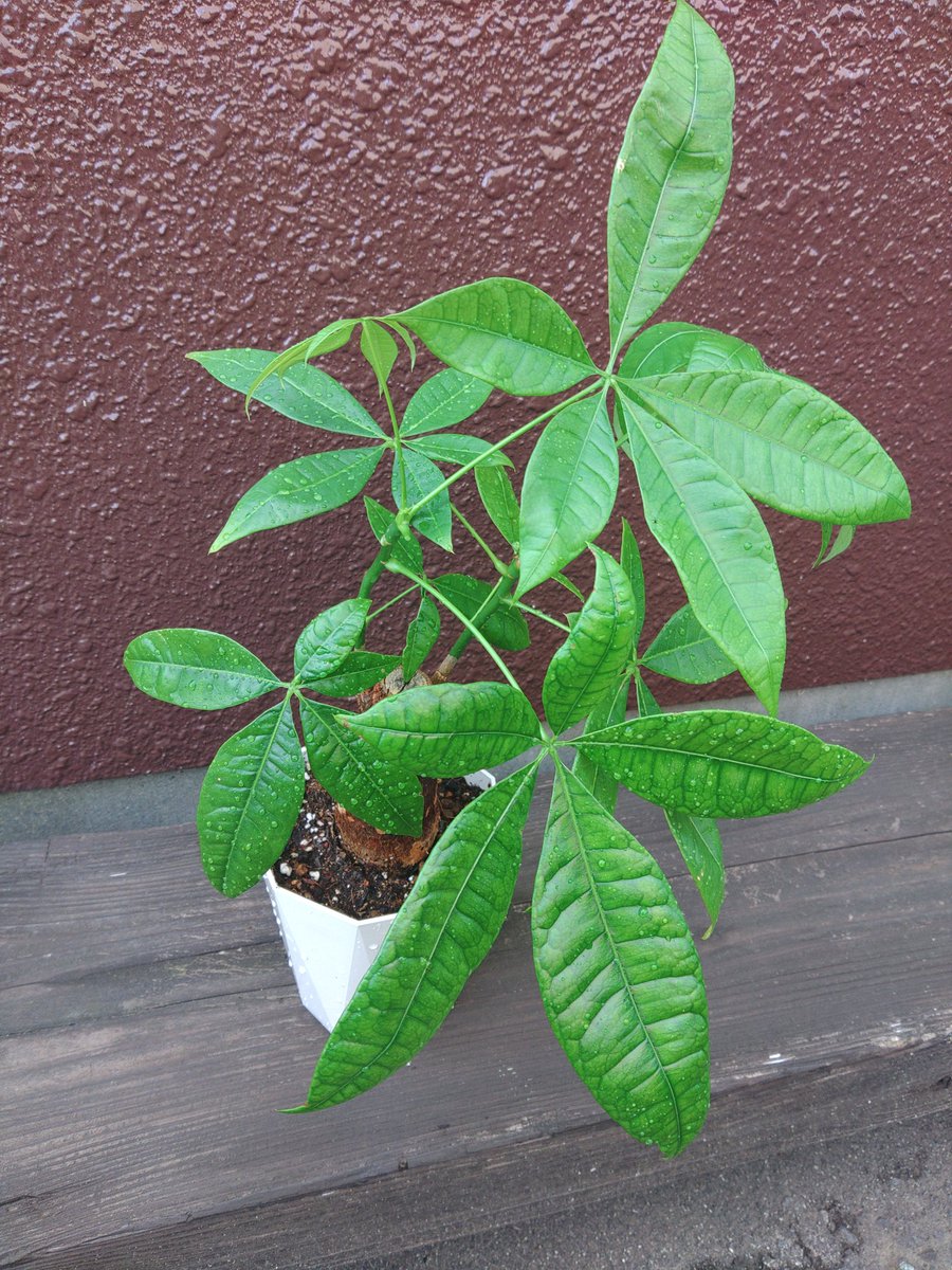 RichDesign2022's tweet photo. 開店祝いでいただいたパキラがなんとなく気になり植え替えて剪定。なんとその後、パキラを贈ってくださった方がご来店(; ﾟ ﾛﾟ)偶然なのかな。⁡
⁡
それにしてもキレイな葉をいっぱいに広げるパキラは手を差しのべてくれているようで癒されます。⁡ https://t.co/xN6w1tAZJj