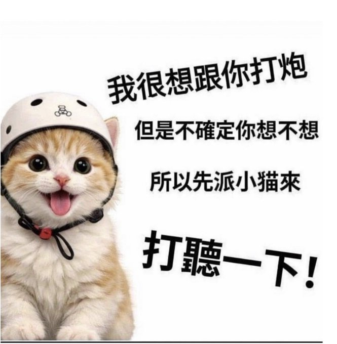 貓臉愛麗 tweet media
