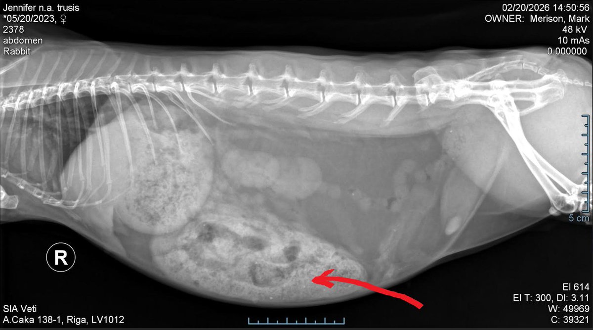 The Tranquil Rabbit Sanctuary. tweet media