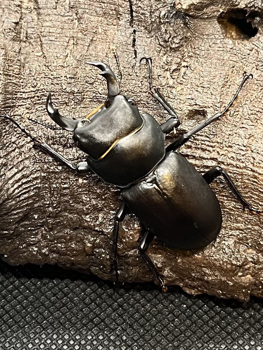 ヒメオオクワガタ 上ノ国町産 WD オオクワガタ 厚沢部町 WF3 北海道