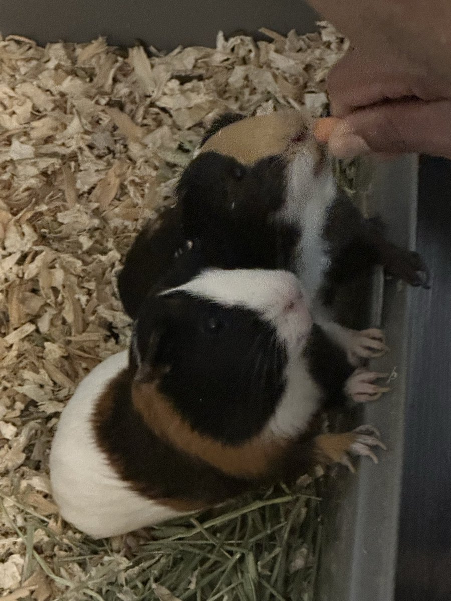 MarloBryant's tweet photo. Hey yall and Happy Friday! I’m assisting in looking for a loving home for my friend’s two guinea pigs 🐹🐹 *NO FEE* They’ve been well cared for and have such sweet personalities. 
They want to make certain they go somewhere safe and happy. Reach out if you would be a good fit 🤍 https://t.co/1UJbXzQXnr