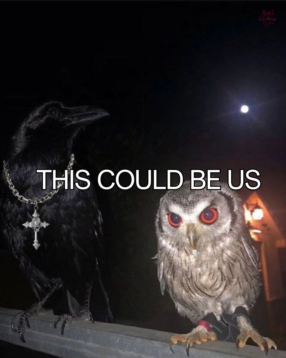 Kates Clothing tweet media