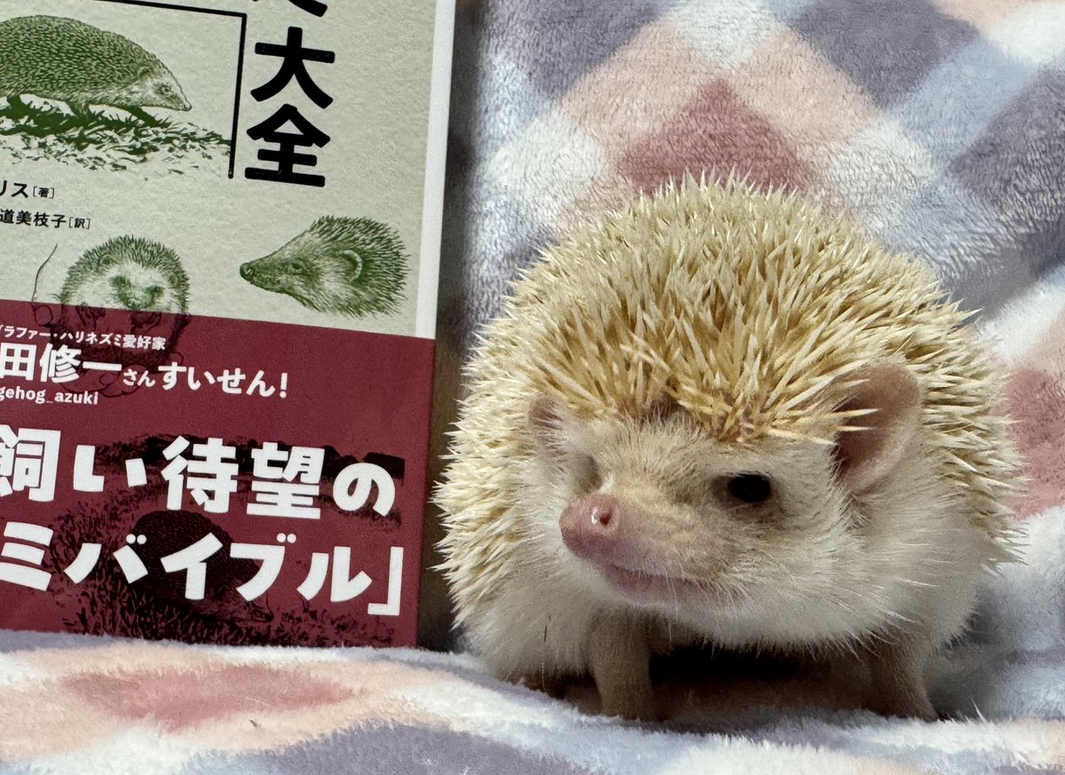 今夜のめれんげ。 ハリネズミ大全届いたよー✨ 明日ゆっくり読むんだ🦔