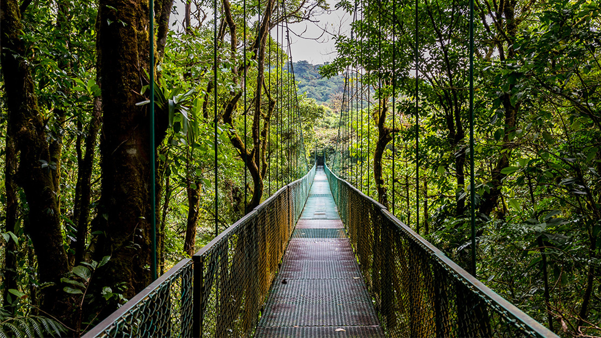 ExExpeditionsUK's tweet photo. Some forests don't just look extraordinary. They feel it. 🌲 Our guide to the world's most enchanting woodlands, from Indonesia to Costa Rica to the wilds of Alaska.

🔗 Read the full guide here: https://t.co/BahLoMi34j

#Cambodia #indonesia #Alaska #Brazil #CostraRica https://t.co/tTYCtpYlZJ