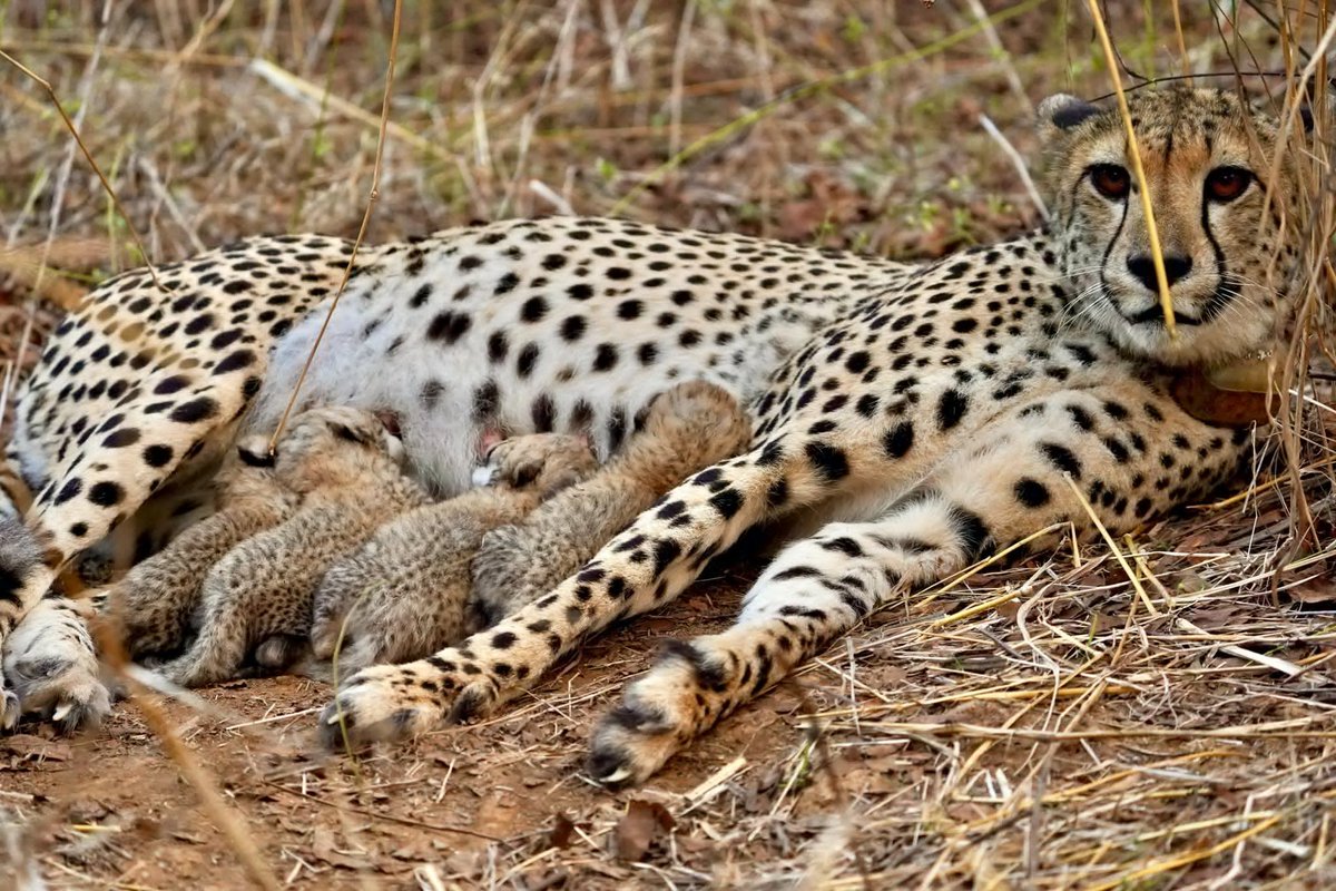 DDNewslive's tweet photo. Kuno National Park announces the birth of a fourth cub to female cheetah Gamini.

The presence of the fourth cub was confirmed during intensive monitoring by the field and veterinary teams. All four cubs are presently healthy and doing fine.  

This development reflects the continued commitment to scientific management and conservation under Project Cheetah, and marks another positive step in India’s cheetah reintroduction journey: Union Minister @byadavbjp 

The number of cheetahs in India now stands at 39, including 28 India-born cubs.

@moefcc @EnvironmentPib