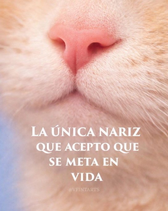 gatuna_Pilar_2's tweet photo. Es la única.  😻 https://t.co/Wyinjjz8QM