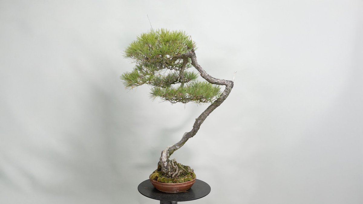 bonsai_toshi's tweet image. before after 
#bonsai #redpine #赤松 #bonsaijourney #art #Japaneseculture