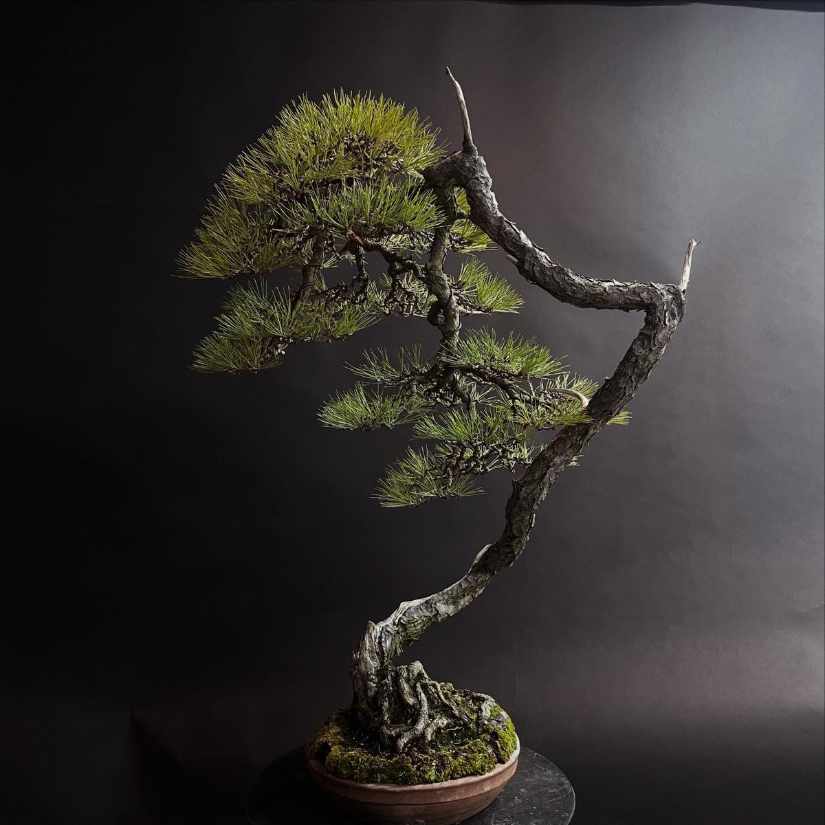 bonsai_toshi's tweet image. before after 
#bonsai #redpine #赤松 #bonsaijourney #art #Japaneseculture
