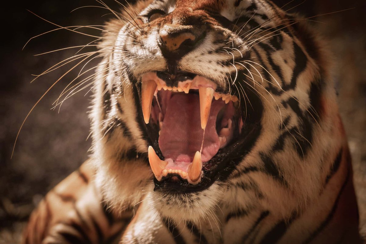 Info vétérinaire tweet media