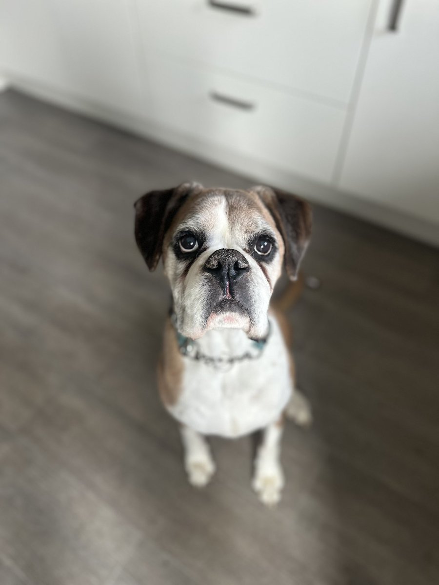 SnoopMuzzyMuz's tweet image. Sir Frankie Sauzee Smith is 11 years old today and still going strong ! 🎂 

The very best boy and even better friend. 🐶 

#boxer #boxerdog #dogsofX