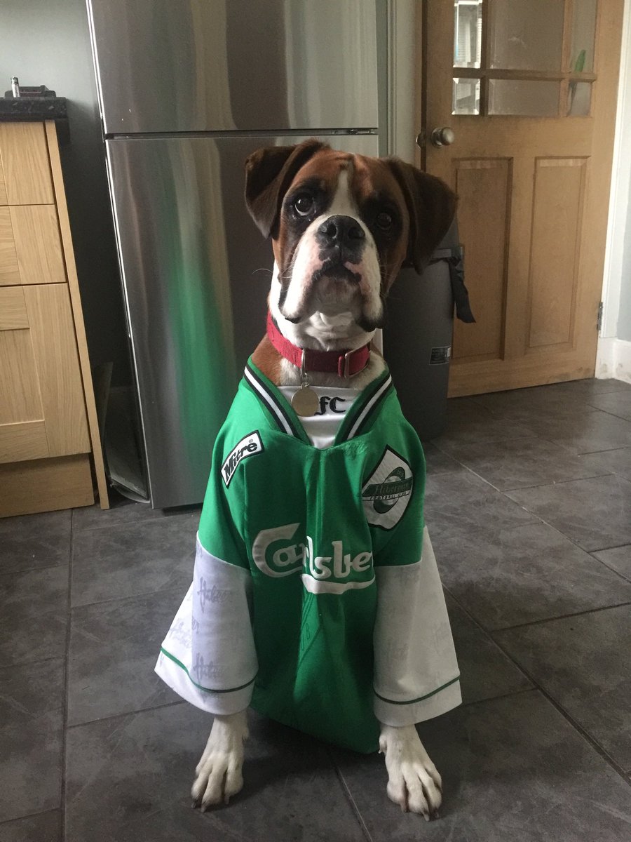 SnoopMuzzyMuz's tweet image. Sir Frankie Sauzee Smith is 11 years old today and still going strong ! 🎂 

The very best boy and even better friend. 🐶 

#boxer #boxerdog #dogsofX