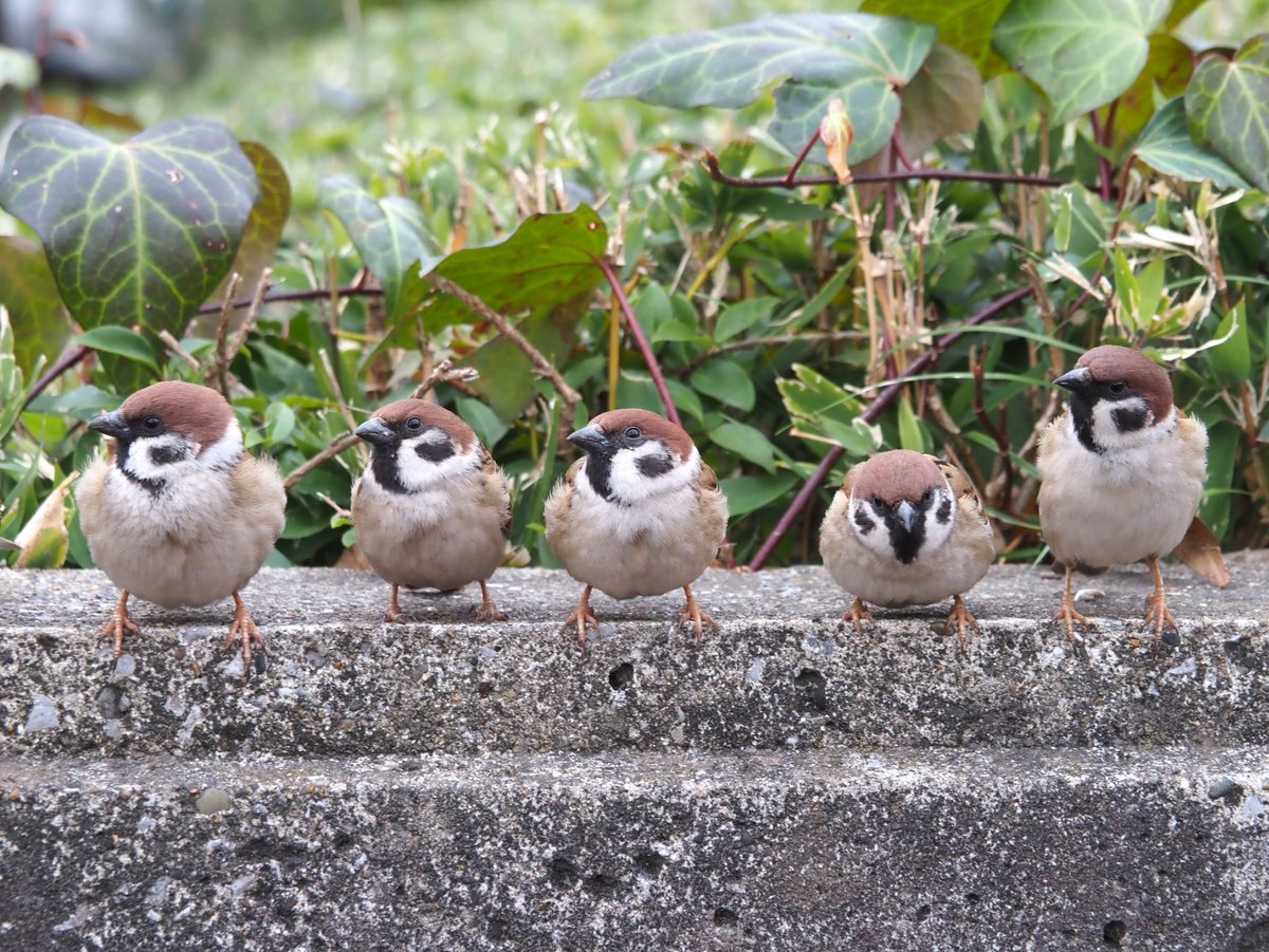 ちゅんちゅん (@chunchu0803) / Posts / X