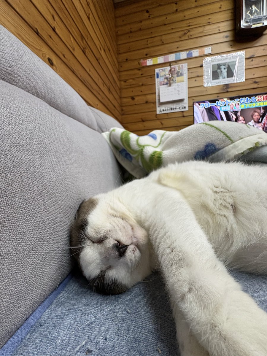 猫好きさんと繋がりたい𓏲𓎨 今日はモモくんの8歳のお誕生日でした