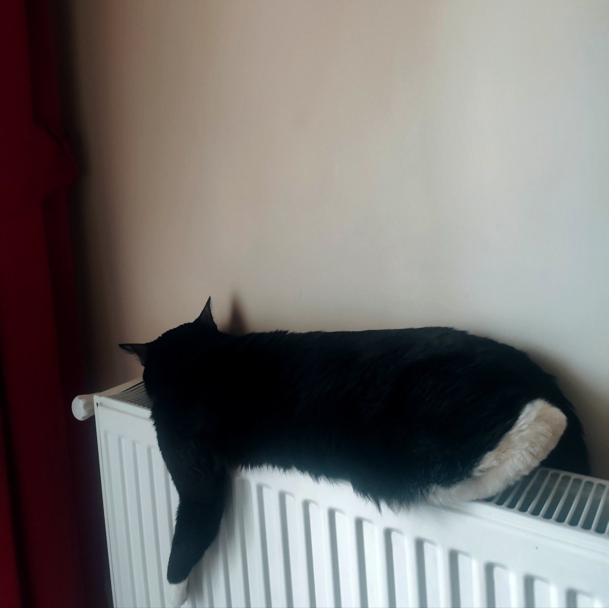 Oruçlu bir kedi..