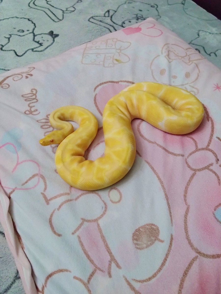 うーたん🐍 tweet media