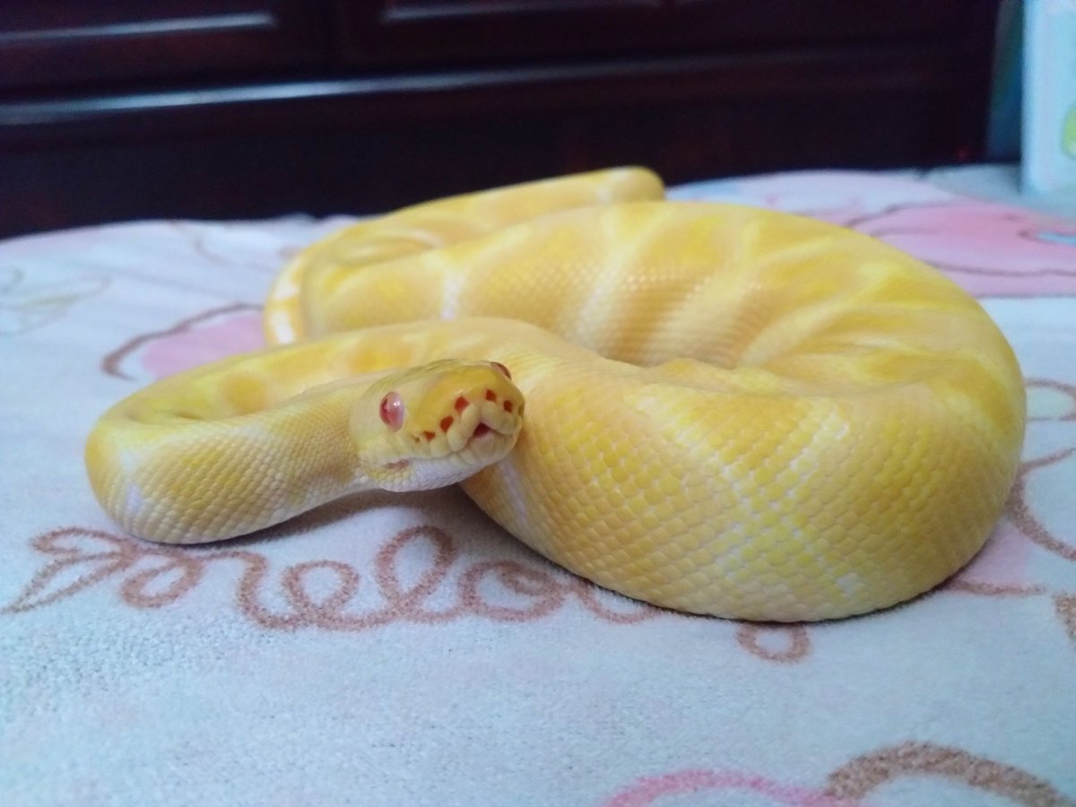 うーたん🐍 tweet media