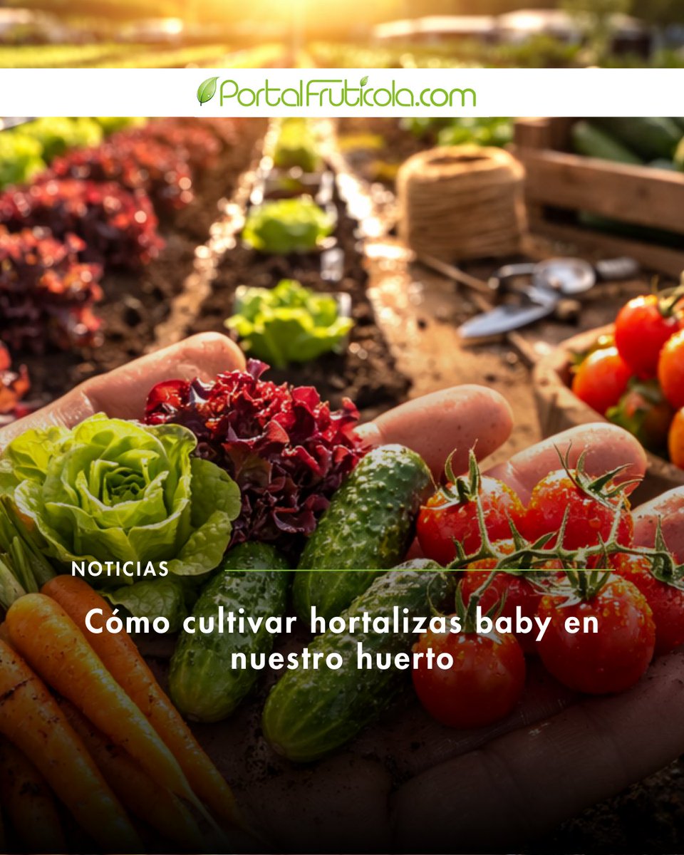 PortalFruticola's tweet image. 🥕🥬🥒Cómo cultivar hortalizas baby en nuestro huerto.

#Hortalizas baby: guía técnica completa para productores. Producción #gourmet · Manejo agronómico · Poscosecha y comercialización · Última actualización: 2025

🌐f.mtr.cool/bcqxstzuxr