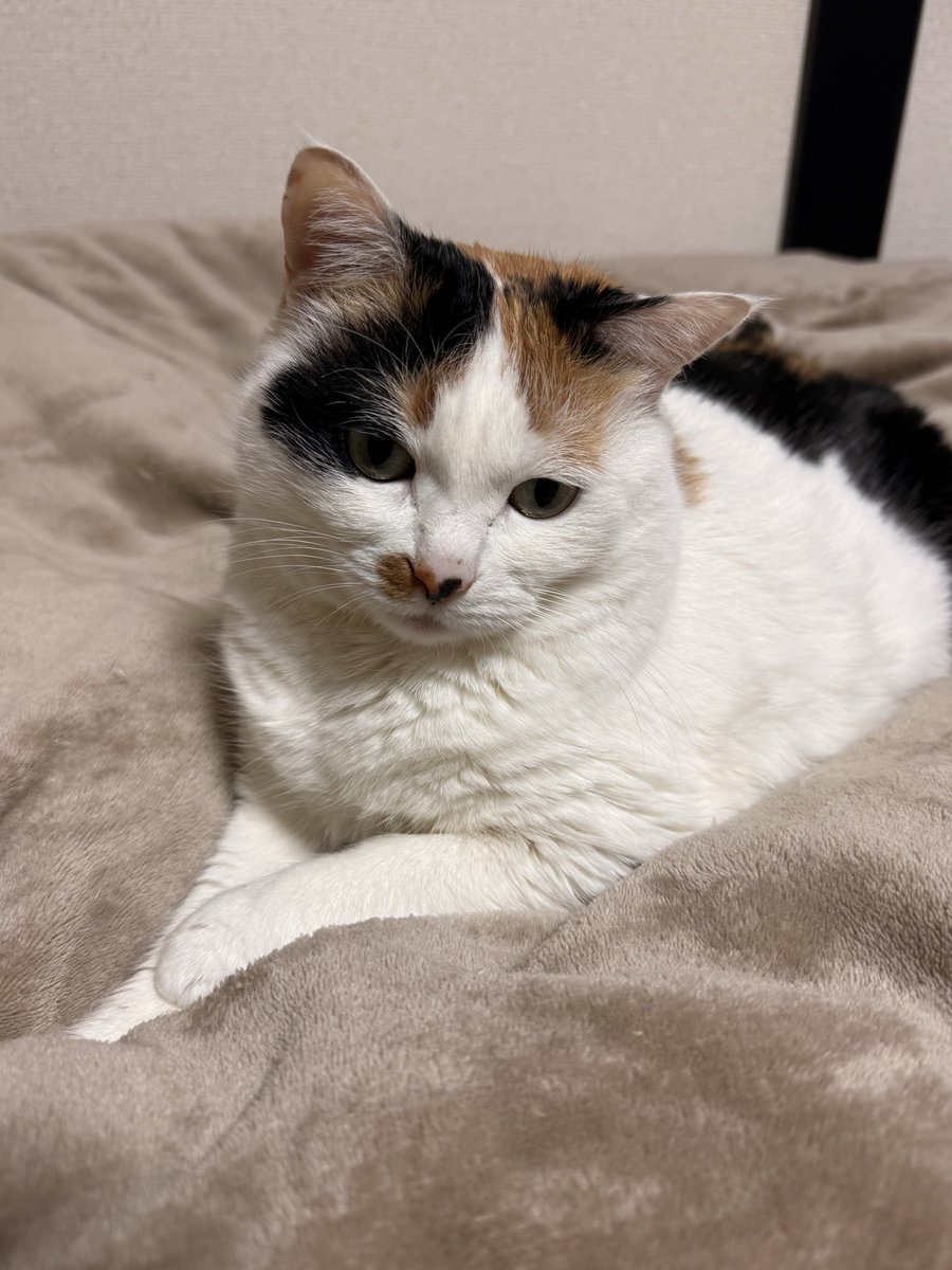 Post by まーたんネクスト@リーグでの活躍楽しみです on X: にゃー🐱