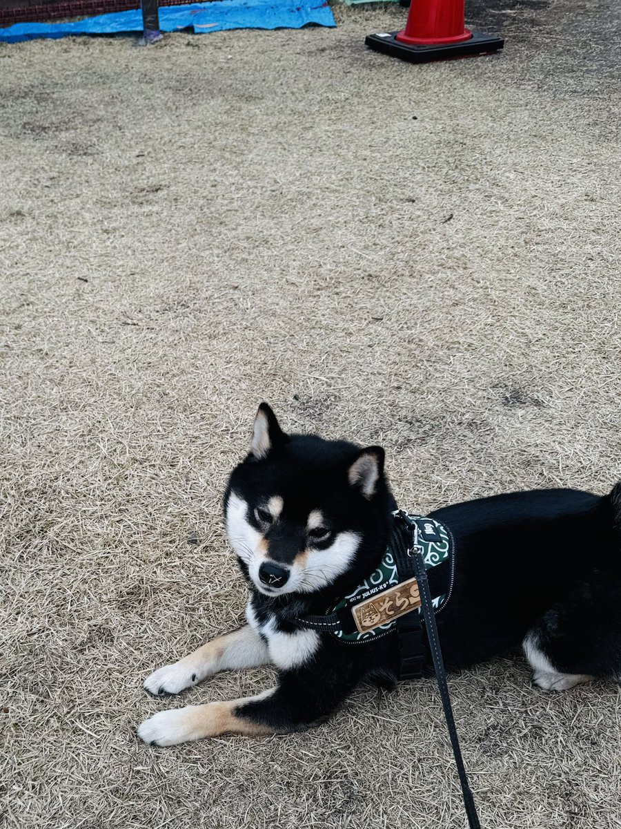 公園の柵にペンキを塗る人が気になり拒否柴😅 お鼻に芝生ついてますよ