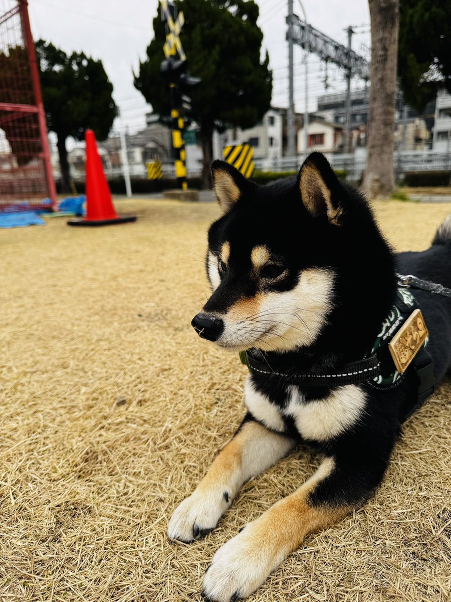 公園の柵にペンキを塗る人が気になり拒否柴😅 お鼻に芝生ついてますよ