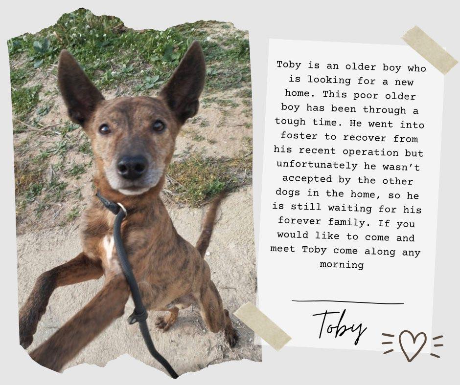#VALENCIA
#TOBY tiene solo 7 años. Es un perrito muy bueno, encantador, cariñoso, amigable y sociable con otros perros. El pobre ha pasado un momento difícil porque fue sometido a una cirugía de la que afortunadamente se ha recuperado bien en una casa de acogida, pero los otros