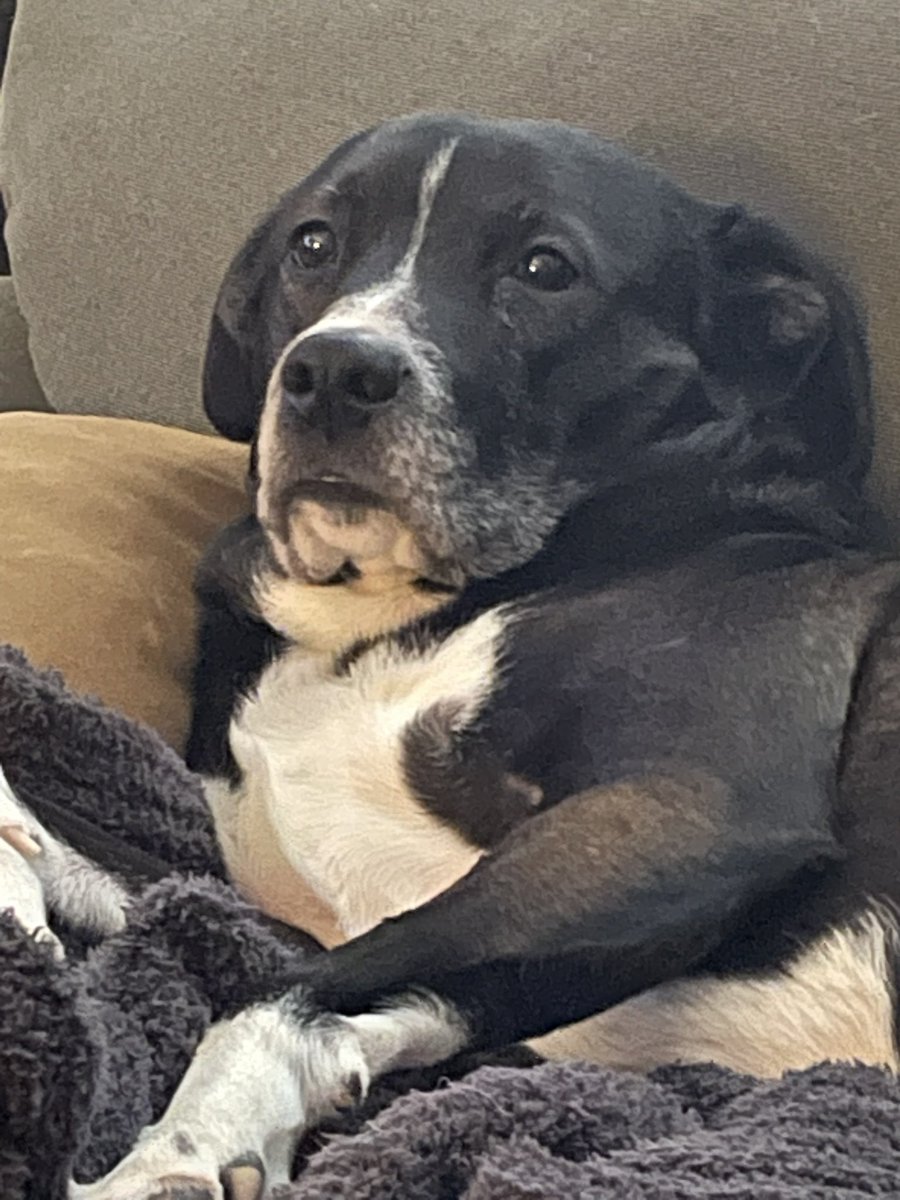 すべて大文字 tweet media