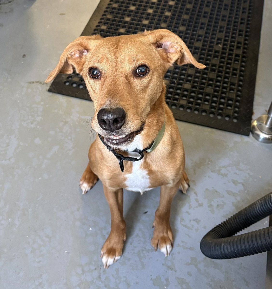 すべて大文字 tweet media