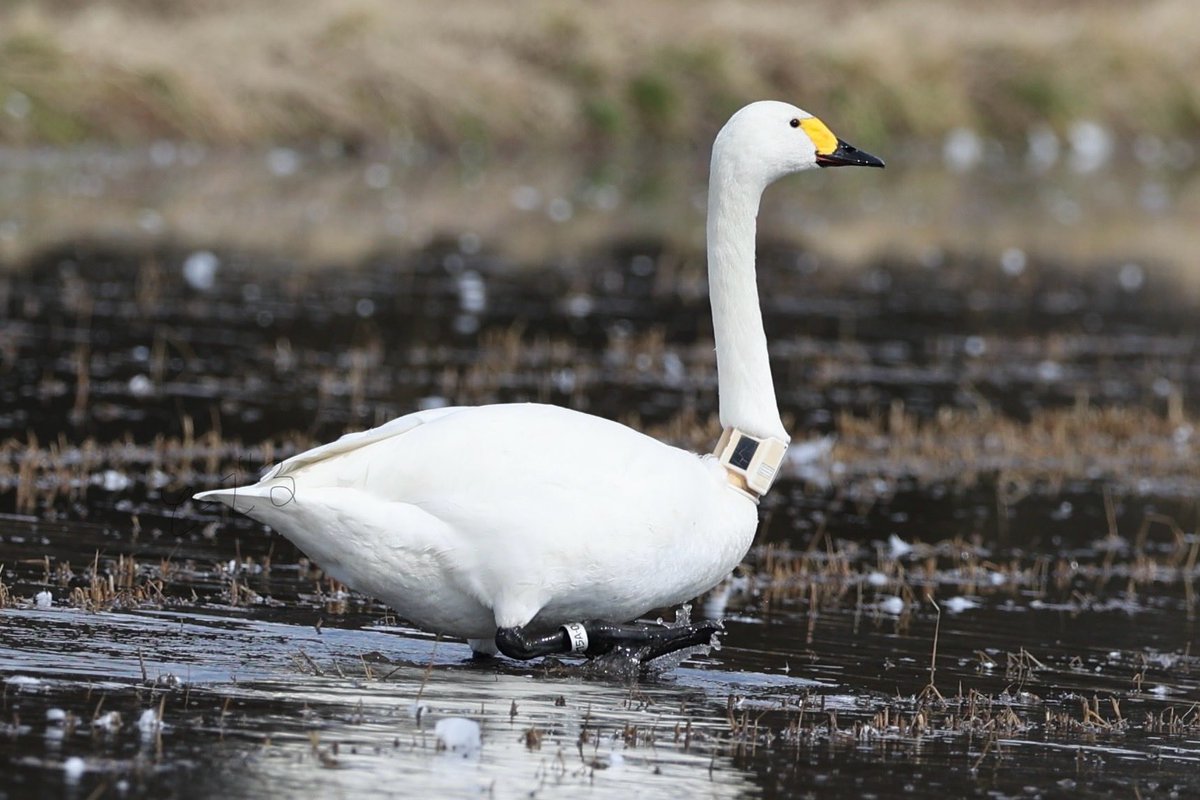 2026.02.27山形県鶴岡市 コハクチョウ GPS首輪付き 金属足環15A007