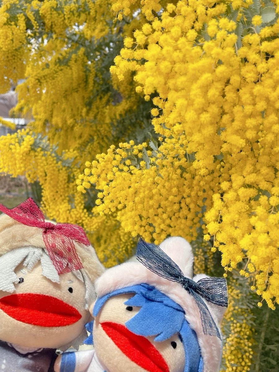 合成ぱぺとミモザ
#ぱぺごな写真部
