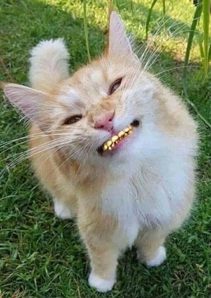 DiredjaRahmat's tweet photo. Ini kucing bukan macan apalagi singa.. dipoles bagaimana pun tetap kucing.
Semoga tahun 2030 hutan kita masih tetap utuh, tidak menjadi petak petak kebun https://t.co/ult2jtuzfx