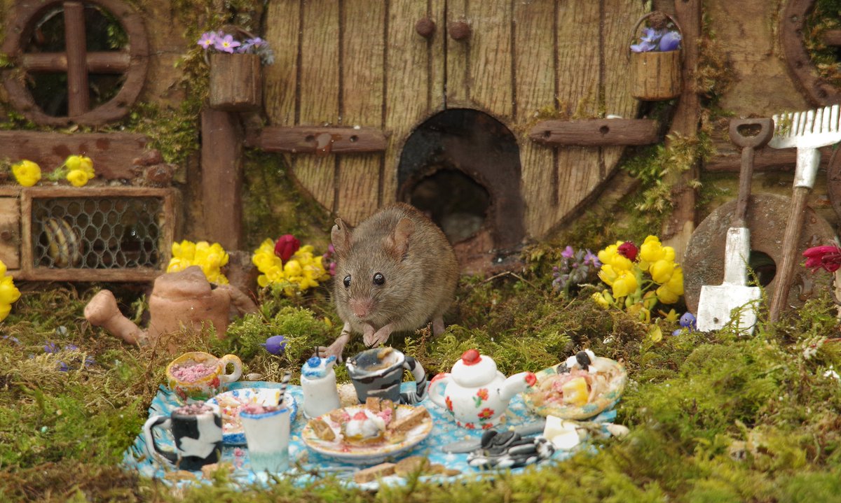 The Robin that came for a picnic