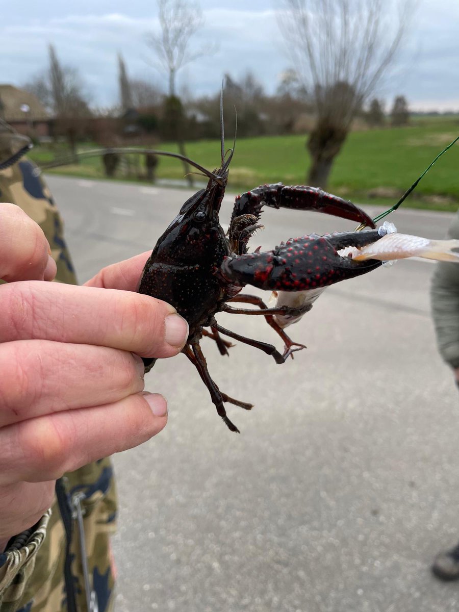 RustpuntDelagelinde tweet media