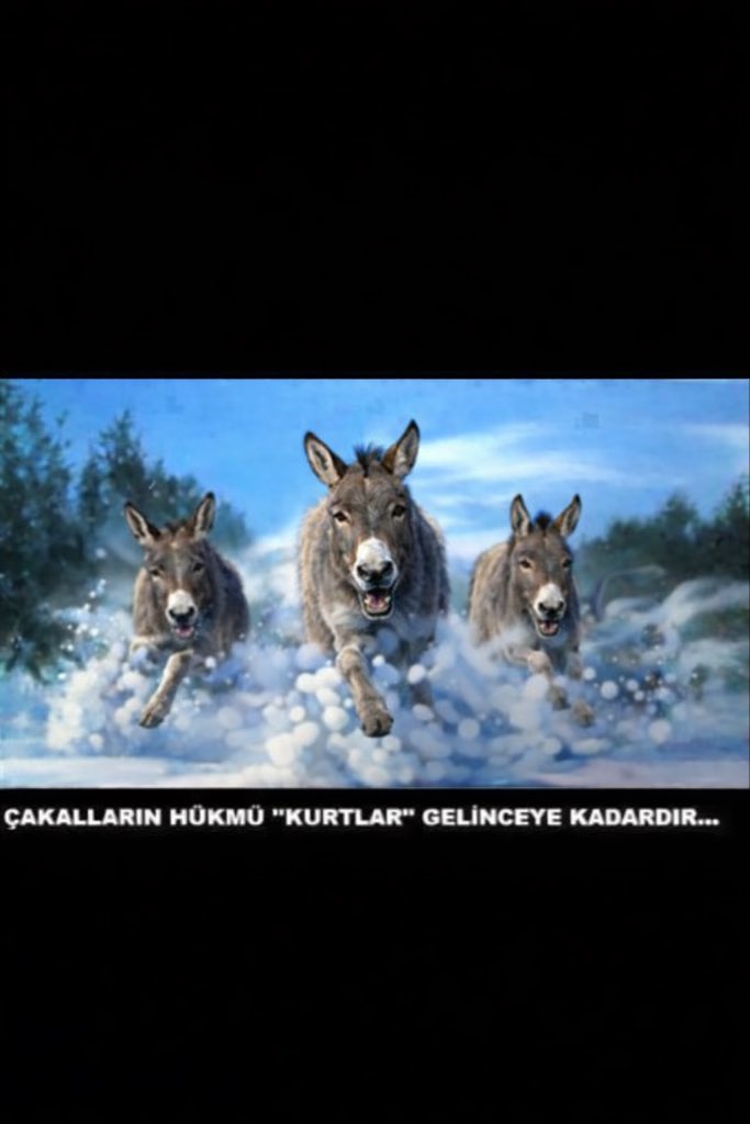 bardiaaghdami's tweet photo. @mahmudrazliqli https://t.co/CZUxXtvDSn