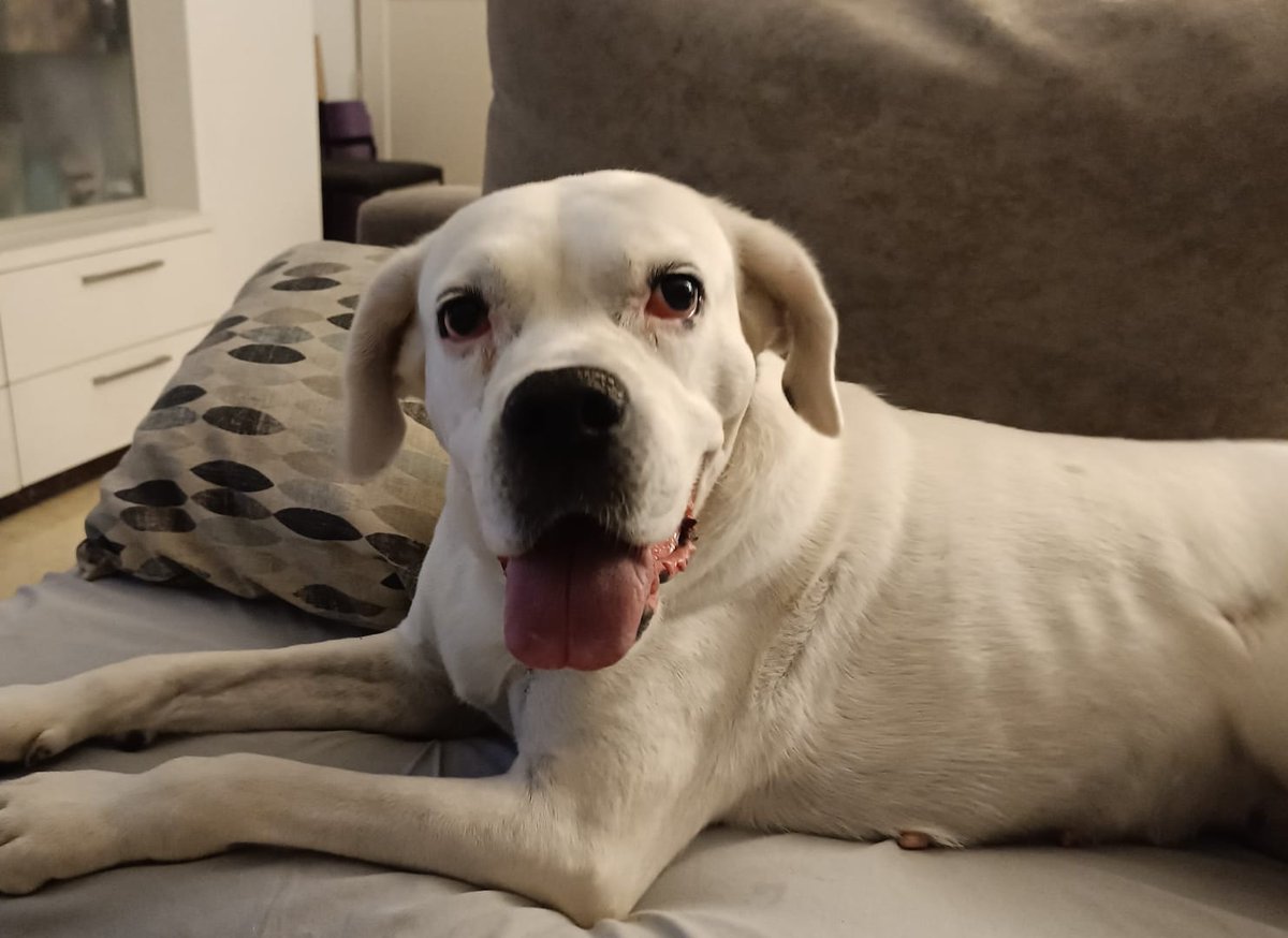 #VALENCIA
#AURORA tiene 8 añitos y está en acogida solidaria a la espera de ser adoptada. 

Es toda una disfrutona en los paseos y en la playa y en casa se porta genial.

Convive con otro perro. 

Aurora tiene muchas ganas de tener una familia adoptiva, ¿vienes a conocerla? 
Su