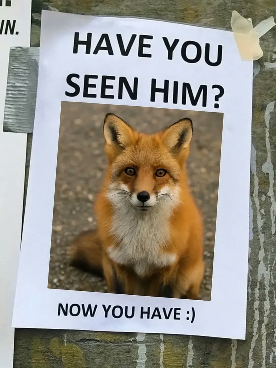 F0xXWild's tweet photo. have you seen him??? 💭 https://t.co/4TOdxRJLkX