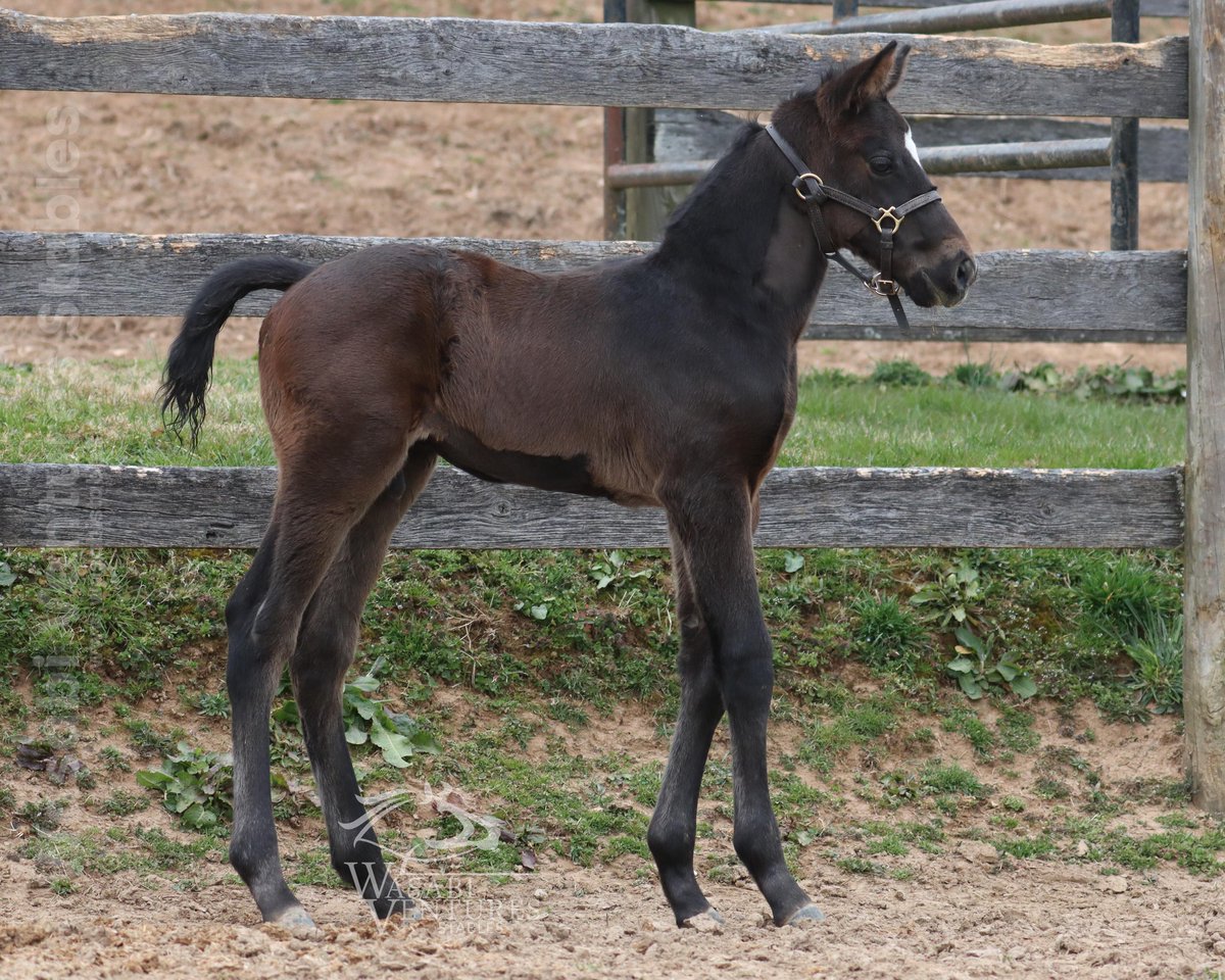 WV Stables tweet media