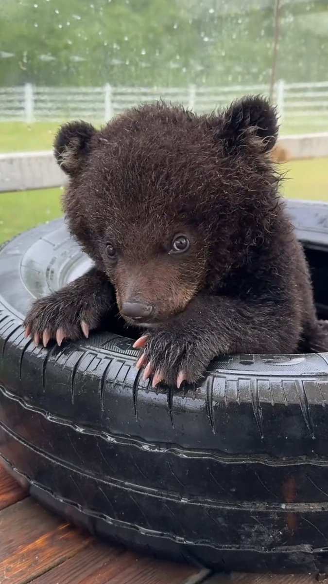 んにゃーん！僕とても、一握の猛きクマちゃんなのれす！…ホントれすよ