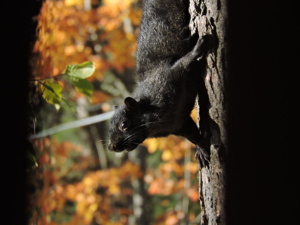 Good Day Patriots and Friends.  Have a relaxing Saturday!     Black Squirrel - NY 2023