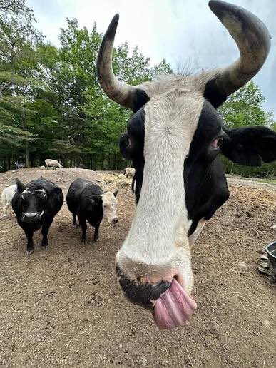 Zarex🐉🏴‍☠️⚔️ tweet media