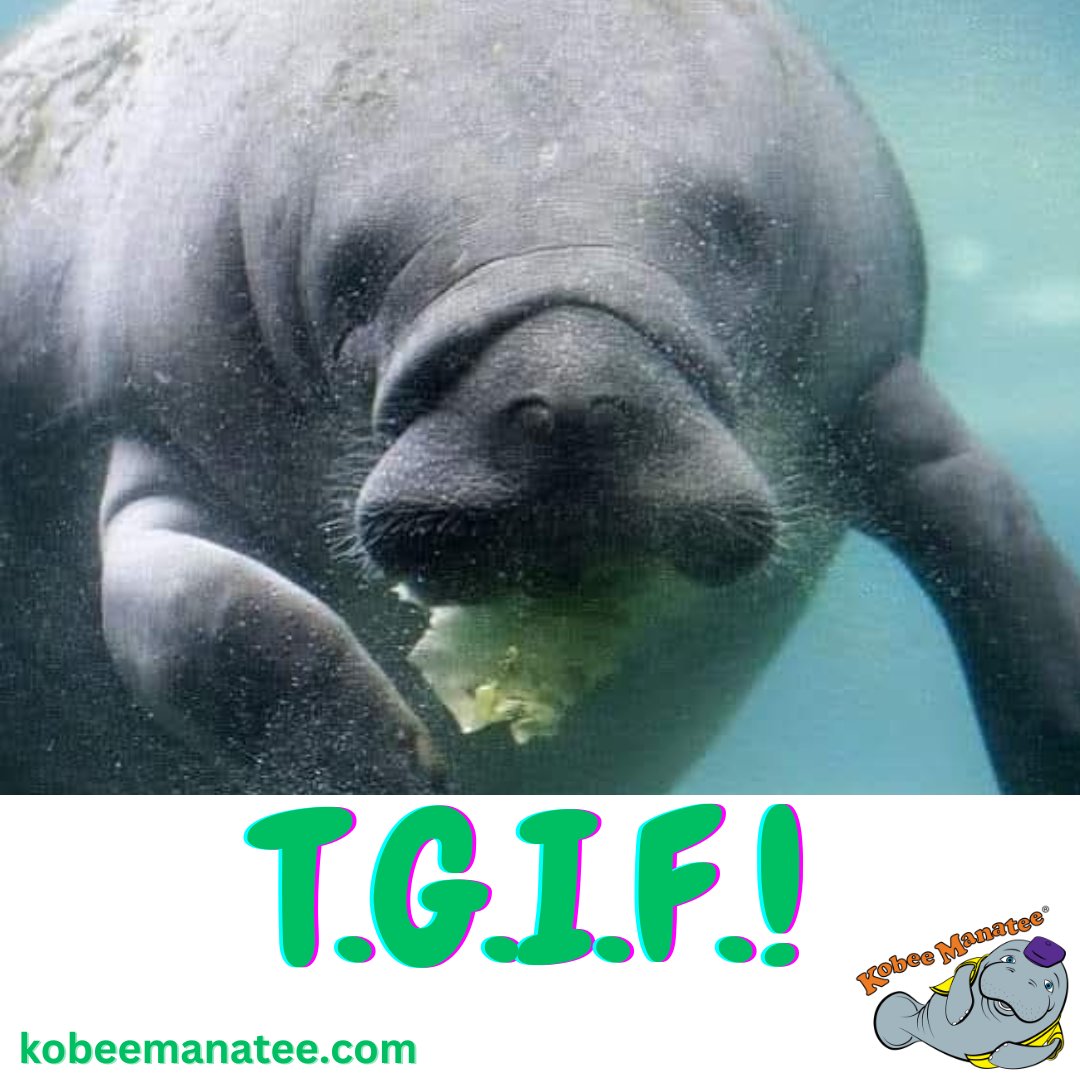 Kobee Manatee® tweet media