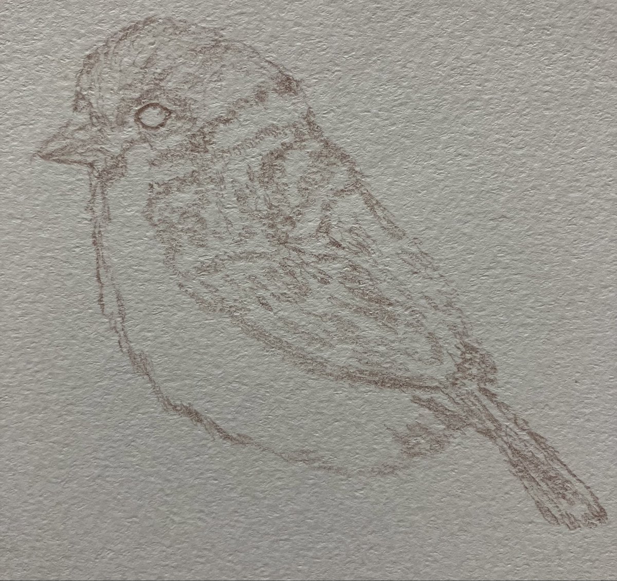 油性色鉛筆を買ったので 最近よく目も合うので、 スズメを描いてみまし