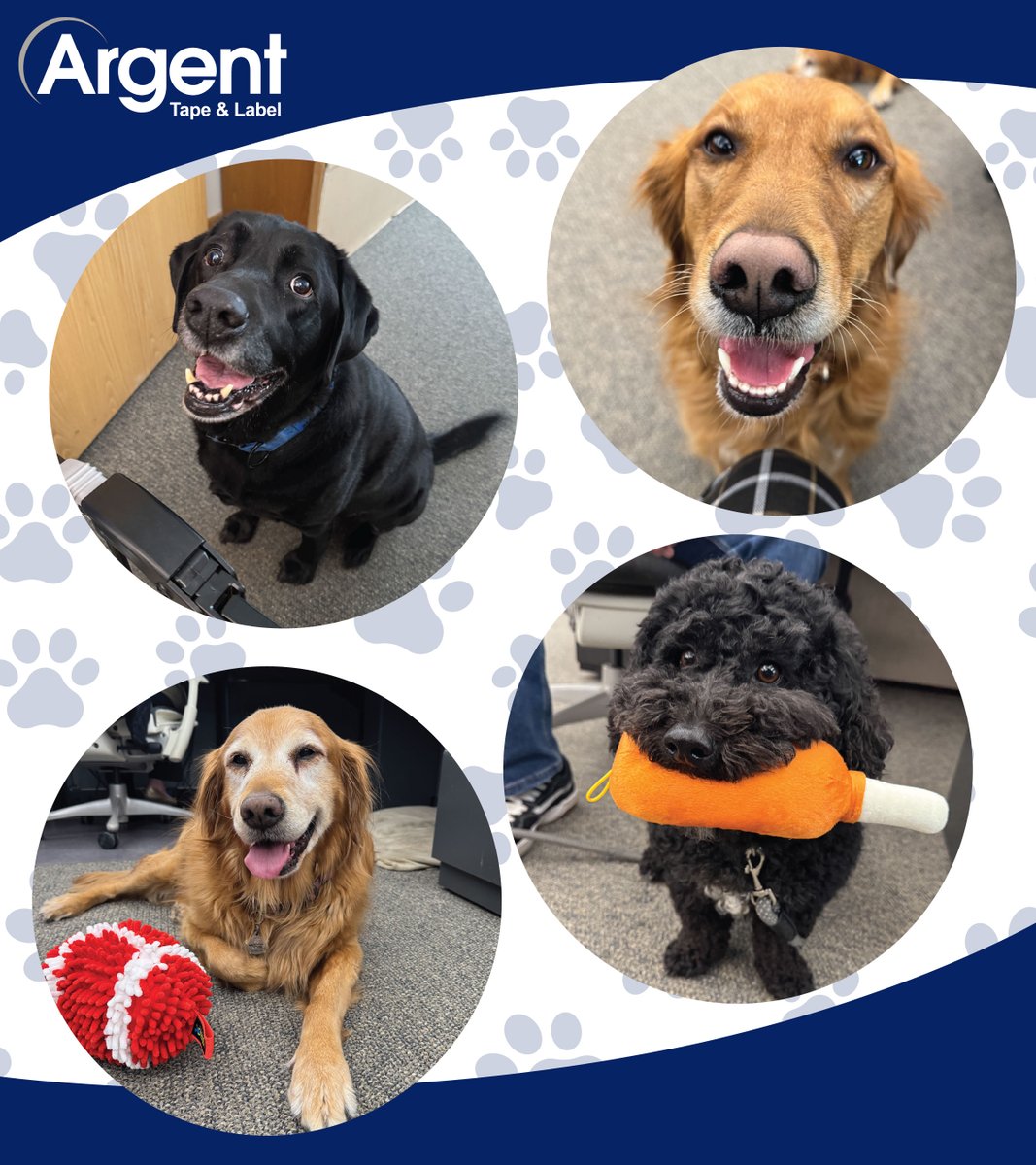 ArgentLabel's tweet image. Happy Friday from Argent's happy pups! 🐾

 #OfficeDogs #Dogs #Friday #Argent