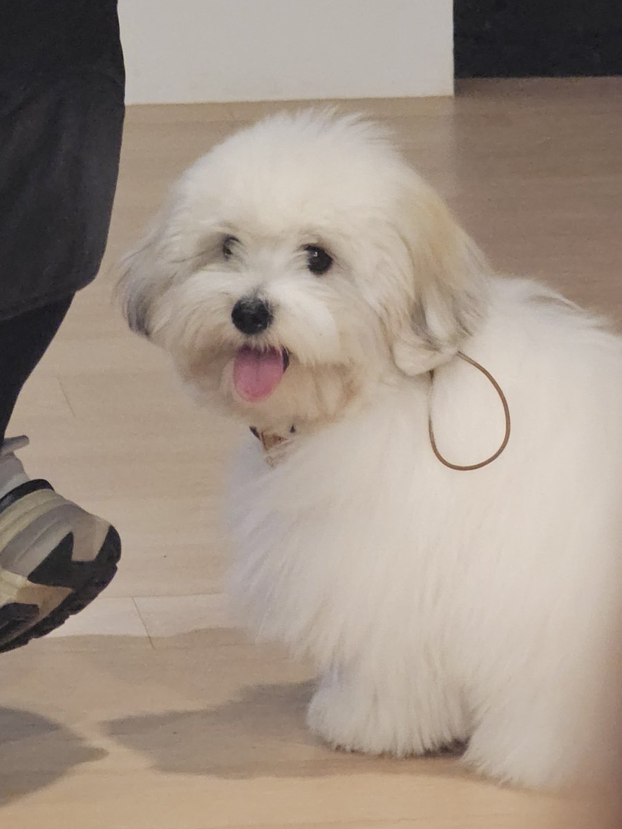 꼬순이 미모가 진짜진짜진짜 인형