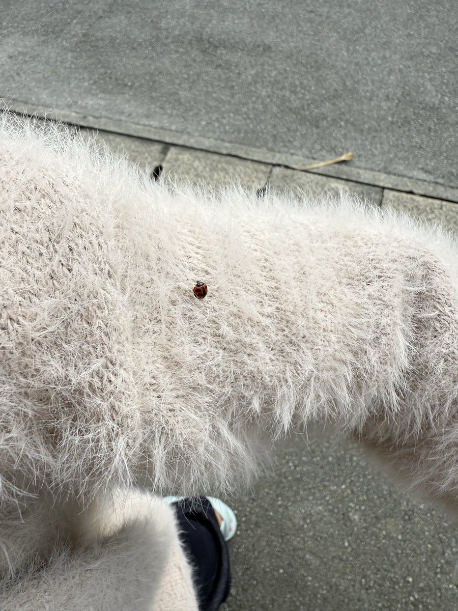 akaneHamour's tweet photo. てんとう虫見つけると幸せな気分なる🐞🍀✨
四葉のクローバー並に幸せアイテムと思っております😊

人生初の特大ニキビが次まで治ってなかったらごめんなさいです😭 https://t.co/oOaspk0ggc