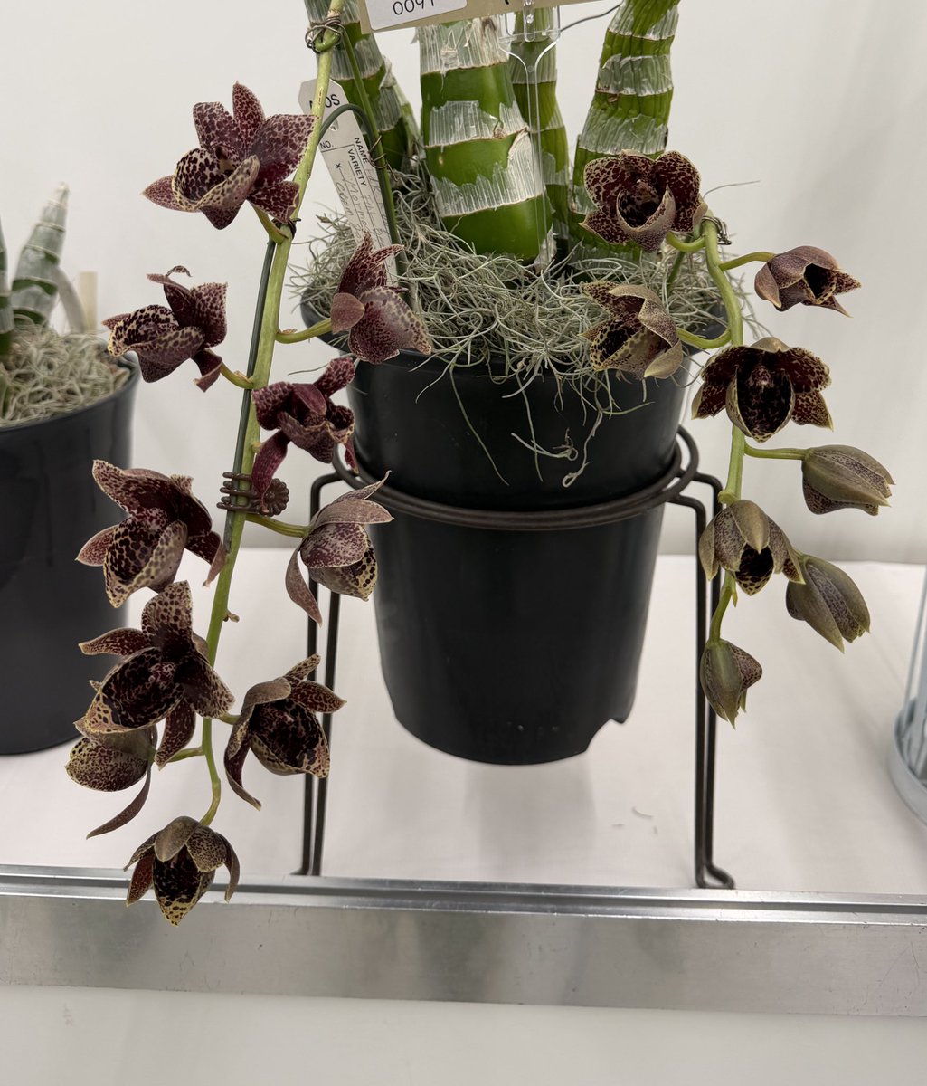 北条早雲@タケノコ蘭沼 (@chakky12031020) / Posts / X