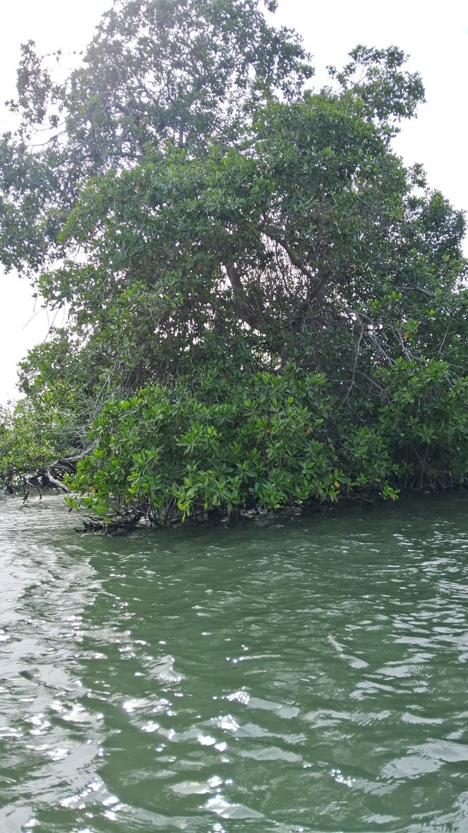 atávico, fuerte, vulnerable, todo el esplendor de la naturaleza volcado sobre tierra y mar, difícil intentar explicarlo con palabras, fuerza del manglar