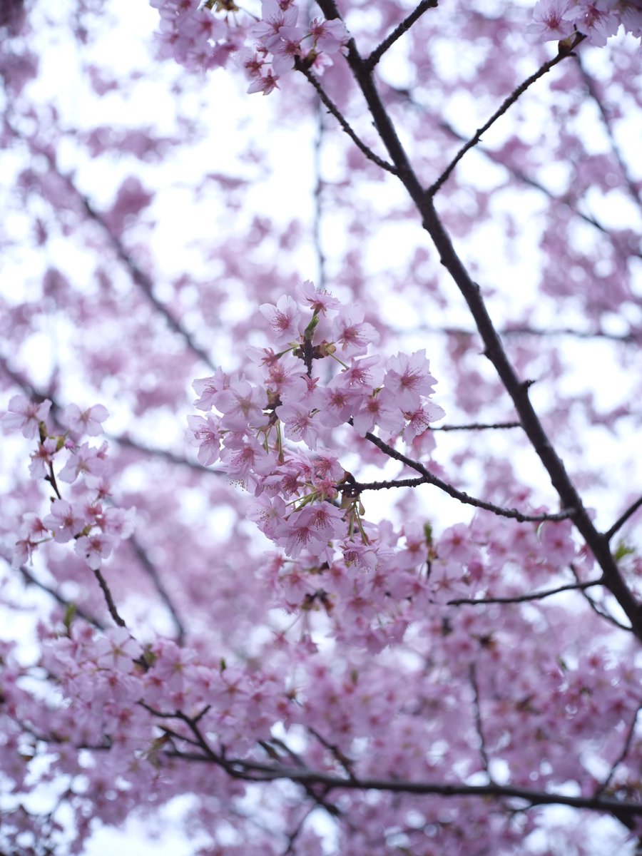 JollyRutterkin's tweet photo. #CP+ の後 #横浜ベイブリューイング に行く前に #平戸永谷川 の  #河津桜 観に行きました。
#LightLensLab Z21 1:1.5/50 は開放と絞り絞った時で変わる表情が楽しいです。 https://t.co/lZl5aI8G3N