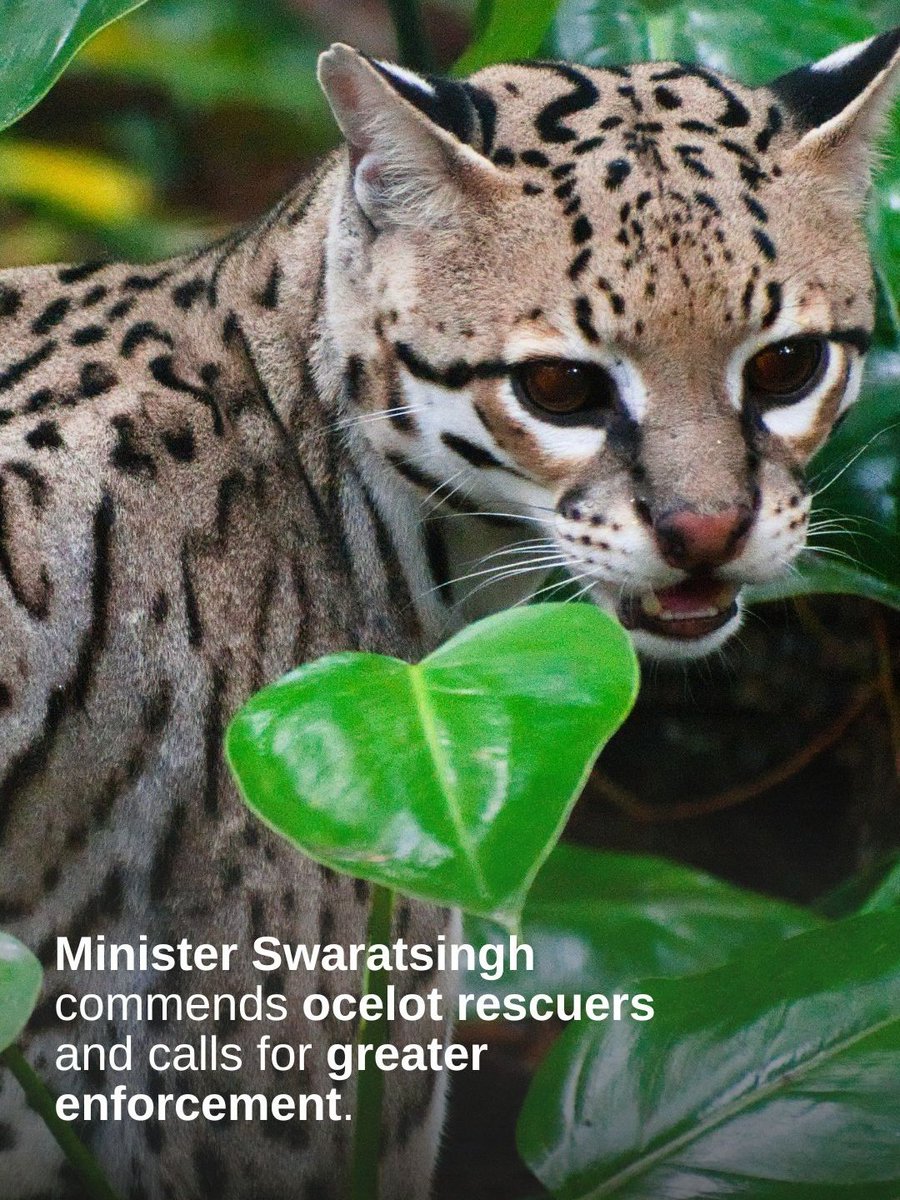 Min. of Planning, Economic Affairs and Development tweet media