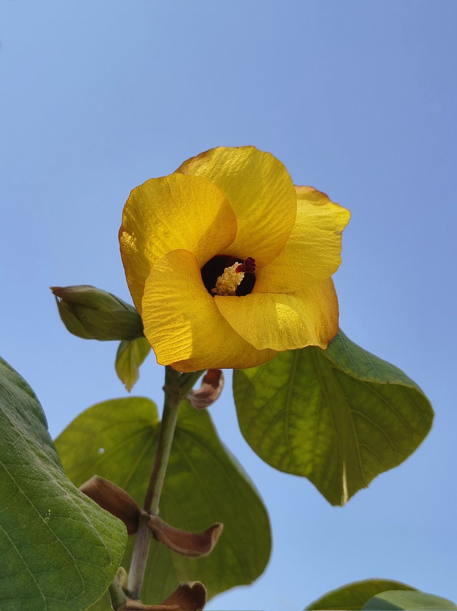 Podrá ser una flor más de un majagua, pero representa que se logró 😍, años después de haber germinado unas semillas y que se lograra una ❤️ y más si era un árbol de mi abuelita QEPD.
#viernesdeflores de <a href="/wonder_m_r/">Armando Maravilla - Wonder</a>.
#FelizViernes 👋🏻😄